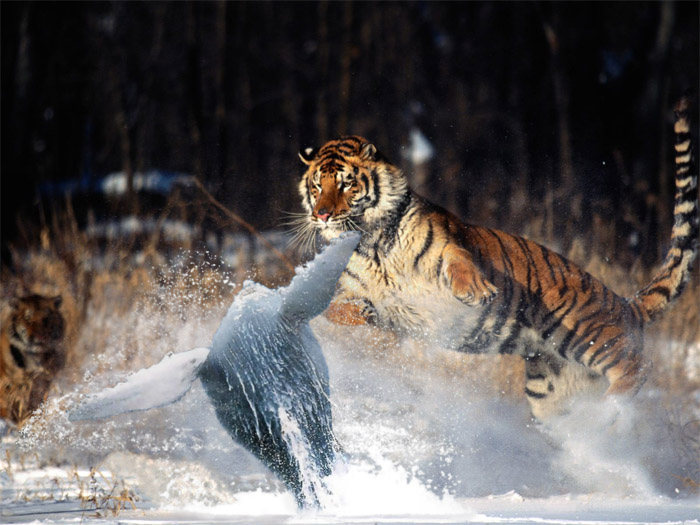 Photoshop Design by JeanLuc99 for DesignCrowd (Community Contests) | Design #9069311