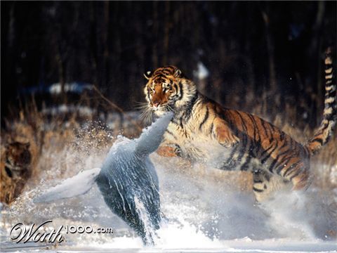 Photoshop Design by JeanLuc99