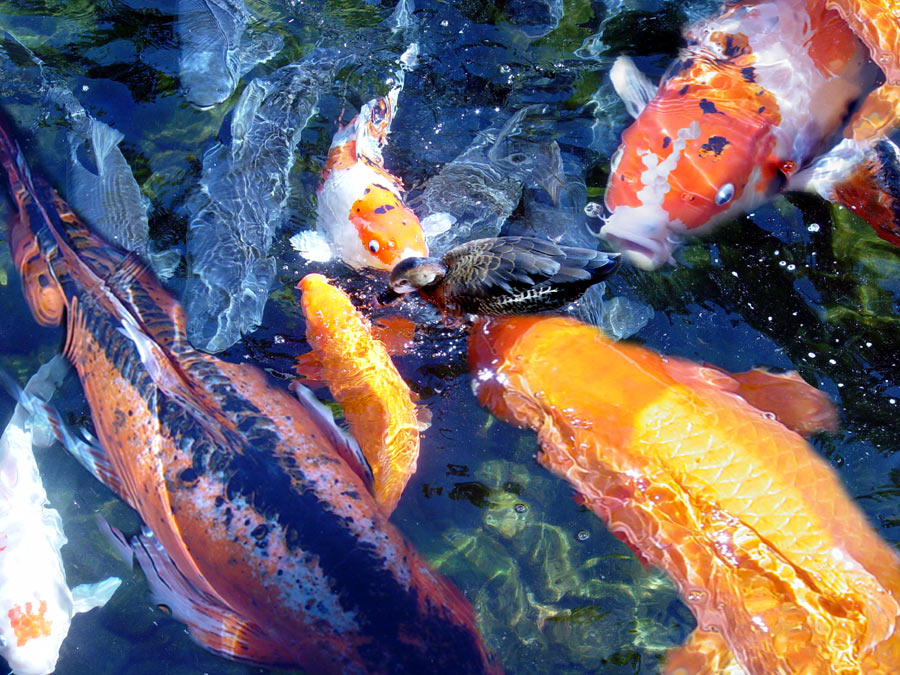 Photoshop Design by Meesch for DesignCrowd (Community Contests) | Design #9069415