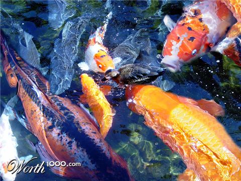 Photoshop Design by Meesch