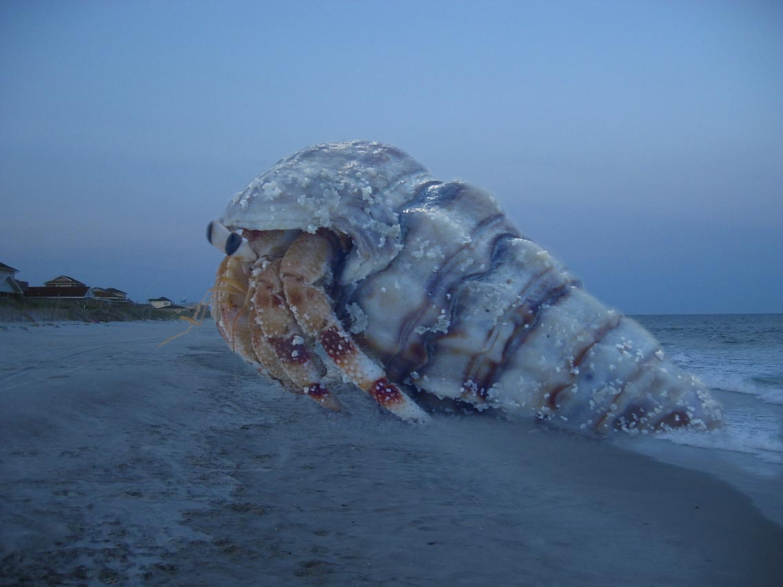 Photoshop Design by Garsaelon for DesignCrowd (Community Contests) | Design #9069357