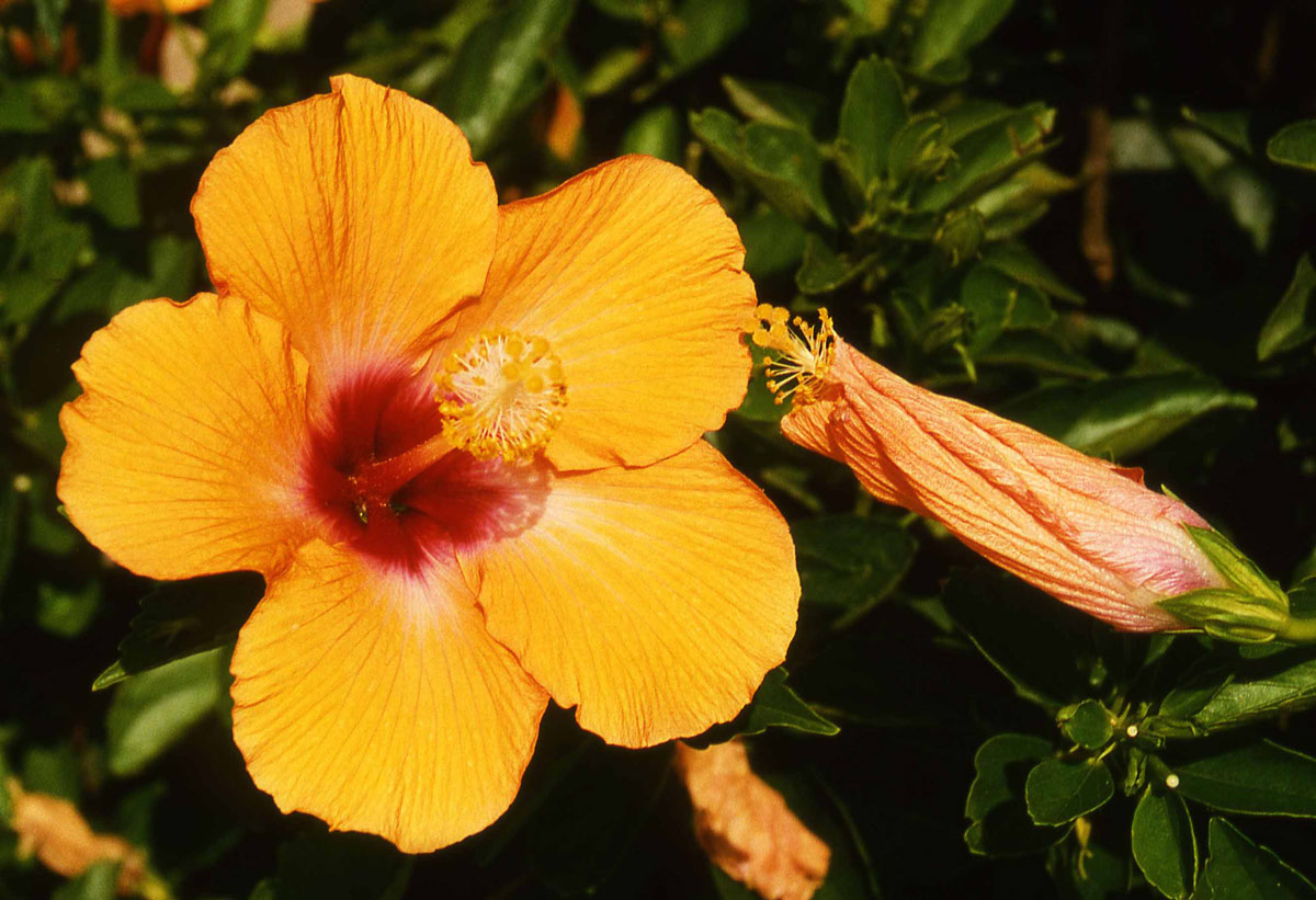 Photography by tigercrosse for DesignCrowd (Community Contests) | Design #9058110