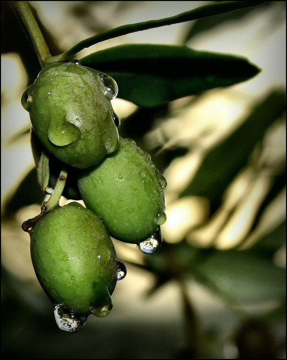Photography by sfera01 for DesignCrowd (Community Contests) | Design #9060749