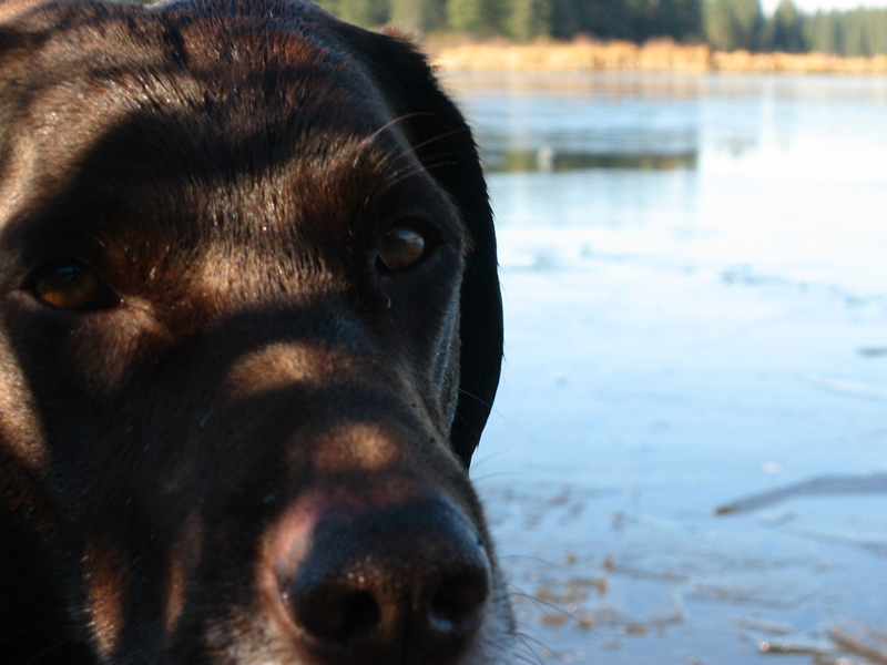 Photography by spoondog for DesignCrowd (Community Contests) | Design #9050671