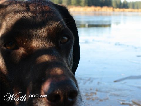 Photography by spoondog