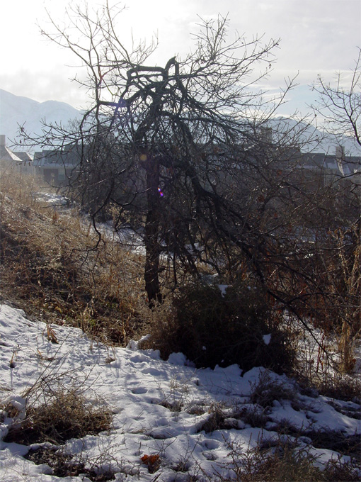 Photography by suesslittle for DesignCrowd (Community Contests) | Design #9060798