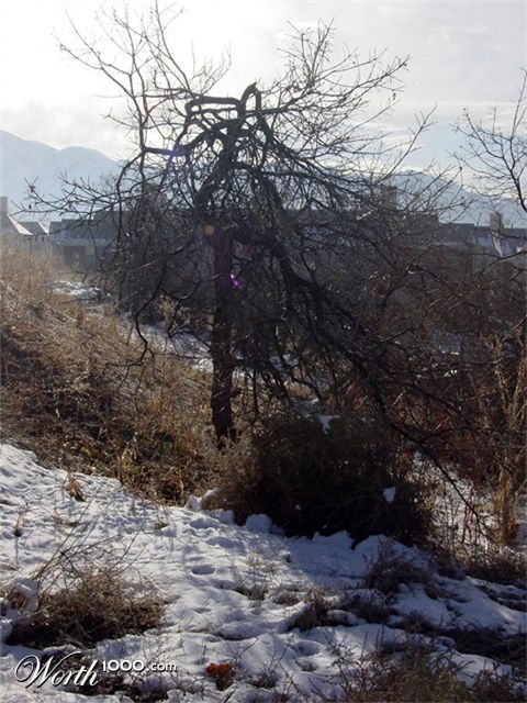 Photography by suesslittle