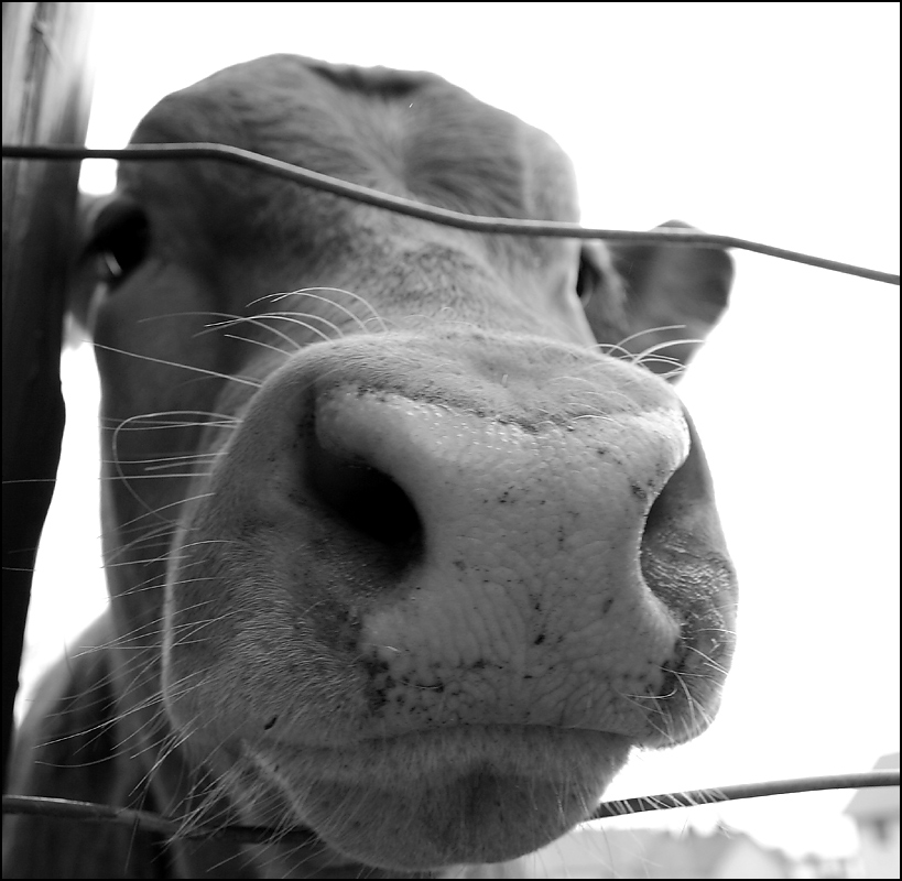 Fotografie von SigloV für DesignCrowd (Community Contests) | Design #9050720