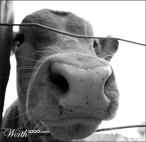 Photography by SigloV