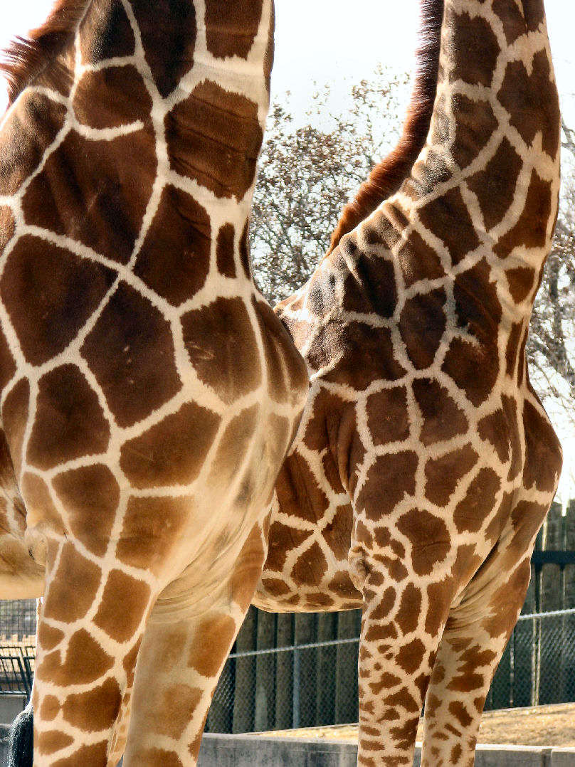 Photography by Suziecuchon for DesignCrowd (Community Contests) | Design #9060096