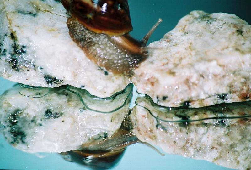 Photography by kalyangantait for DesignCrowd (Community Contests) | Design #9060104