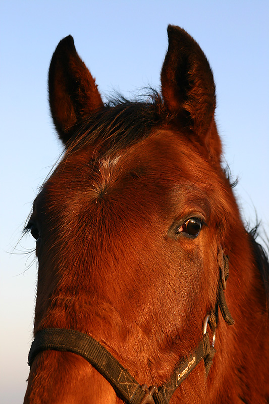 Fotografie von SigloV für DesignCrowd (Community Contests) | Design #9060112