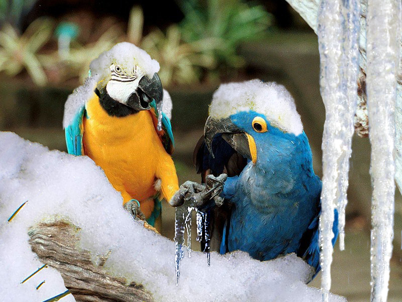 Design Photoshop par jachang pour DesignCrowd (Community Contests) | Design #9059447