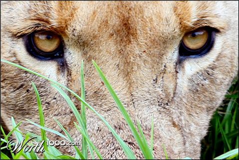 Photography by Juicer