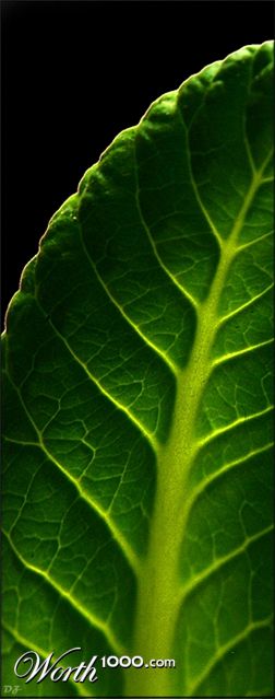 Photography by etasi21