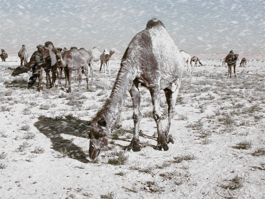 Photoshop-Design von dragos für DesignCrowd (Community Contests) | Design #9059467