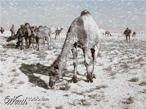 Photoshop Design by dragos