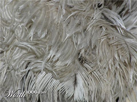 Photography by marygoodwater