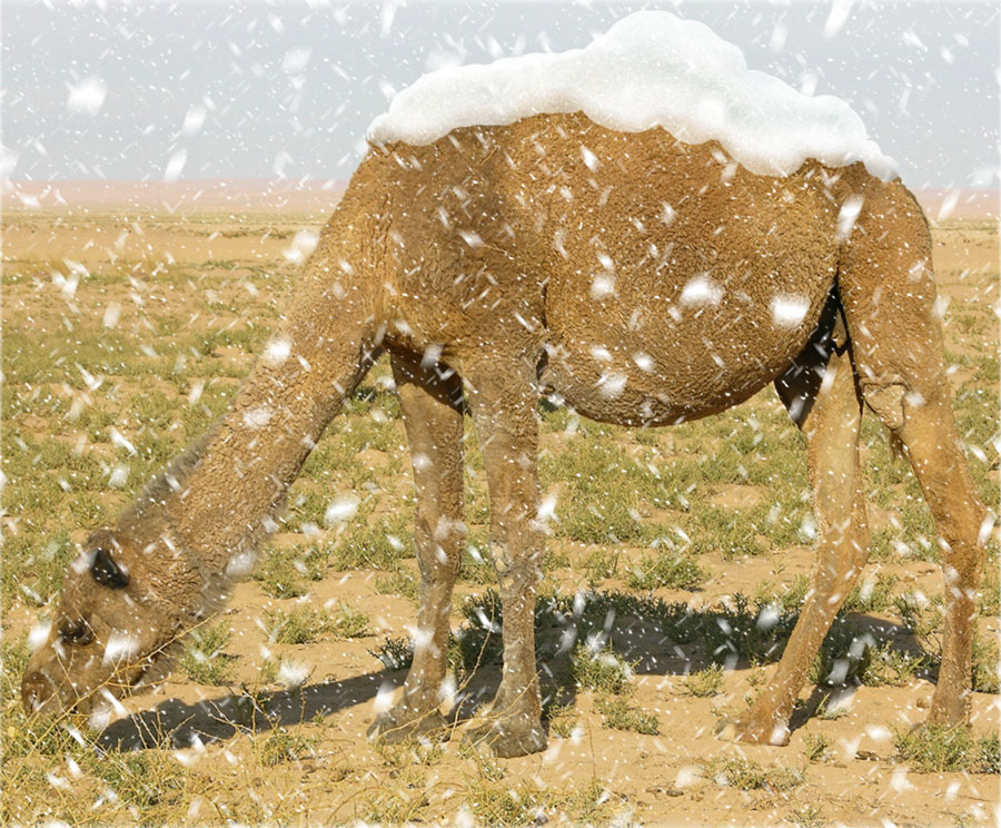 Photoshop Design by A1A1L1O1A1A1M2 for DesignCrowd (Community Contests) | Design #9059538