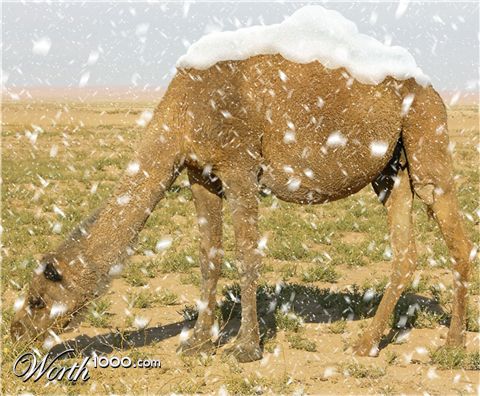 Photoshop Design by A1A1L1O1A1A1M2