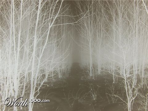 Photography by temporarymember