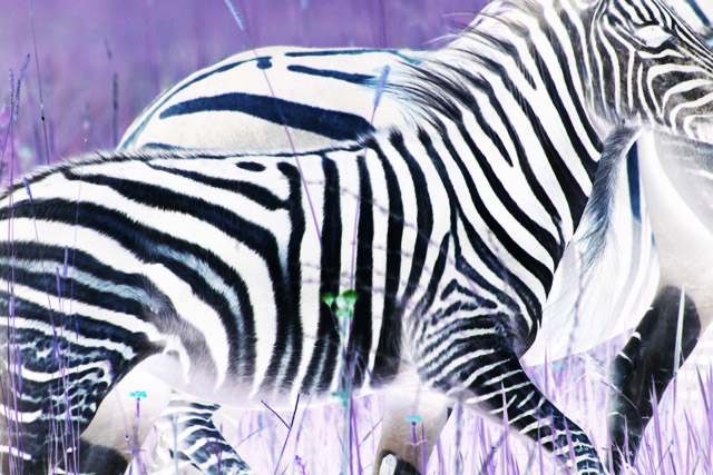 Photography by andreklopper for DesignCrowd (Community Contests) | Design #9067896