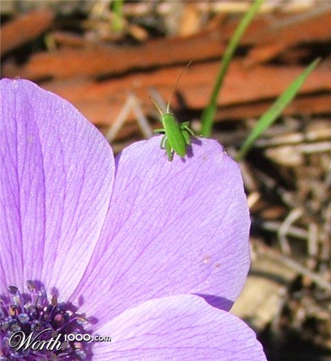 Photography by GreyElf