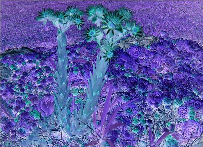 Photography by batchmasters for DesignCrowd (Community Contests) | Design #9067905