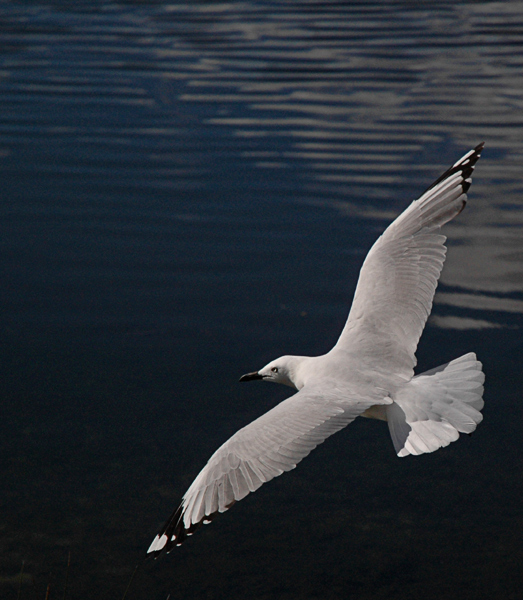 Fotografie von kimbomac für DesignCrowd (Community Contests) | Design #9067253