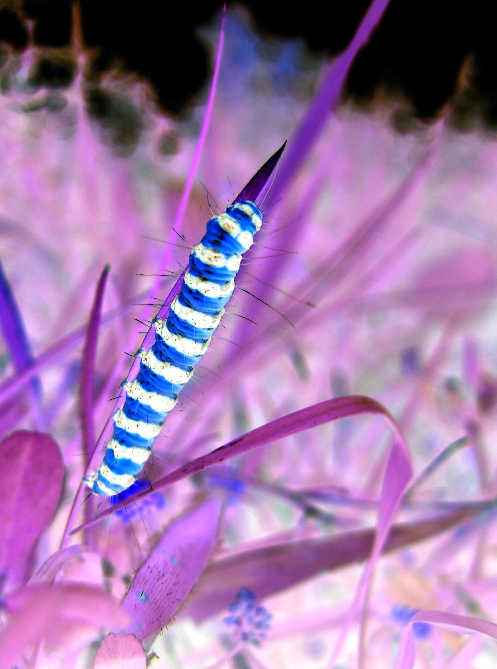 Photography by clangnuts for DesignCrowd (Community Contests) | Design #9067943