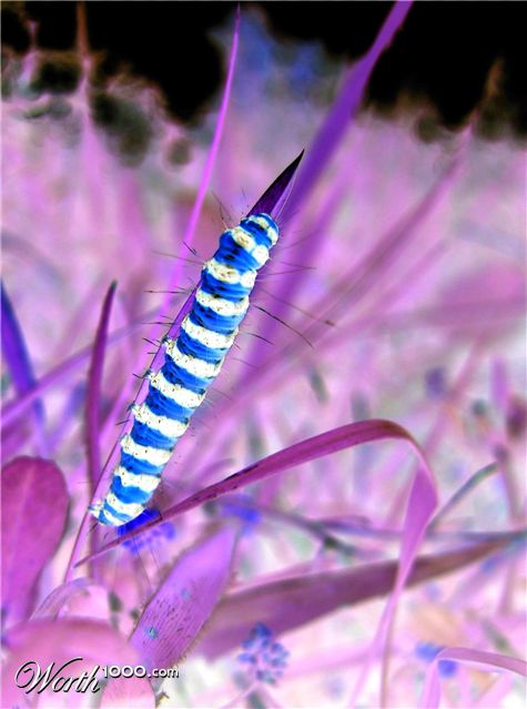 Photography by clangnuts