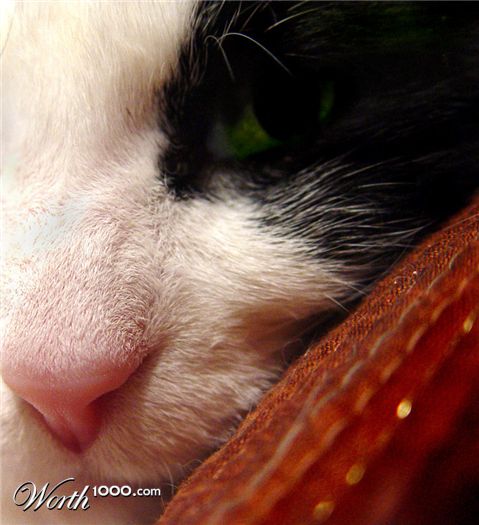 Photography by Meesch