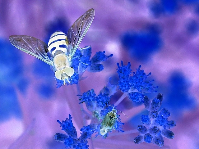 Photographie par KarenC pour DesignCrowd (Community Contests) | Design #9067914