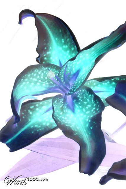 Photography by lilhorseebabee