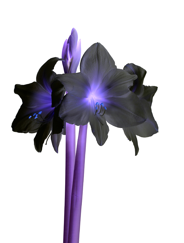 Fotografie von SigloV für DesignCrowd (Community Contests) | Design #9067954