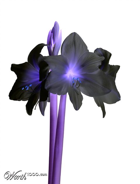 Photography by SigloV