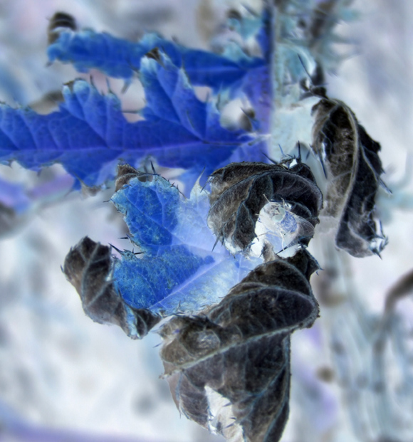 Photography by Flibble for DesignCrowd (Community Contests) | Design #9067971