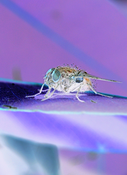 Fotografía por smarti77 para DesignCrowd (Community Contests) | Diseño #9068082