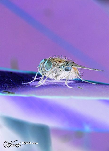 Photography by smarti77