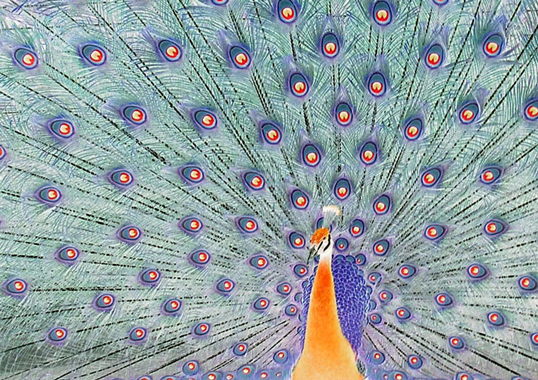 Photographie par Rosalette pour DesignCrowd (Community Contests) | Design #9068075