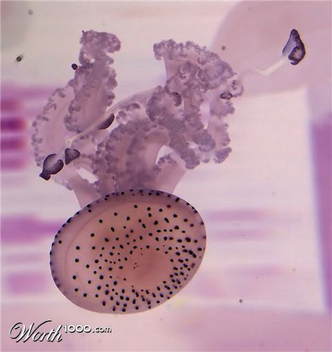 Photography by Rouwkema