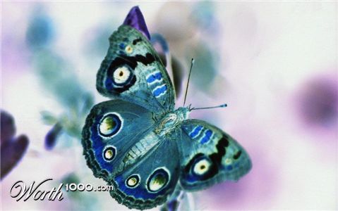 Photography by Larah McElroy