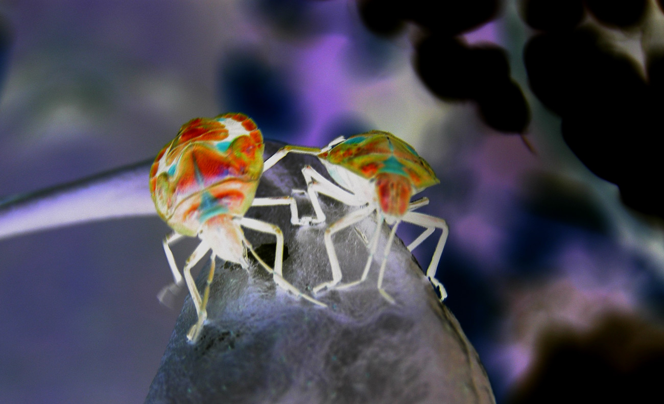 Fotografía por Vinnied para DesignCrowd (Community Contests) | Diseño #9068017