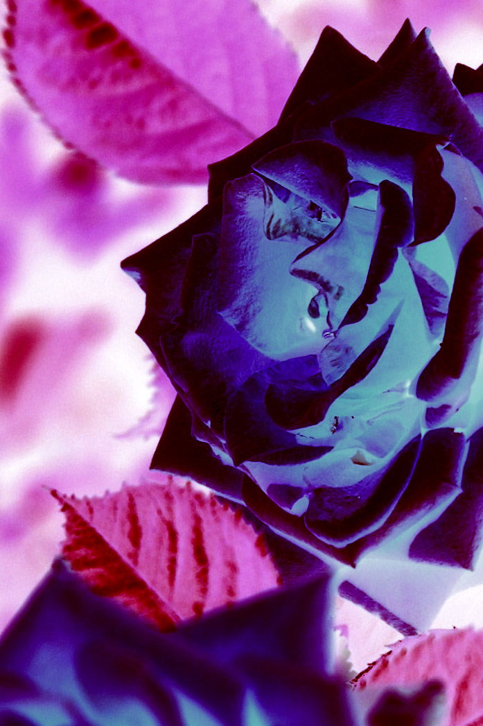 Photography by rml1963 for DesignCrowd (Community Contests) | Design #9068041