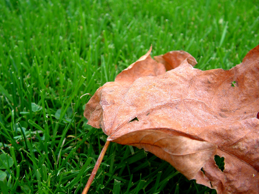 Fotografía por shaunjohnwood para DesignCrowd (Community Contests) | Diseño #9060533