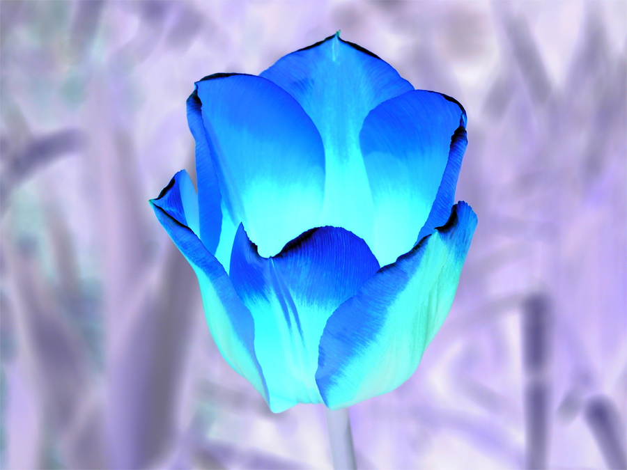 Photography by miarose59 for DesignCrowd (Community Contests) | Design #9068220