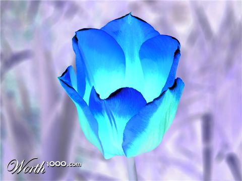 Photography by miarose59