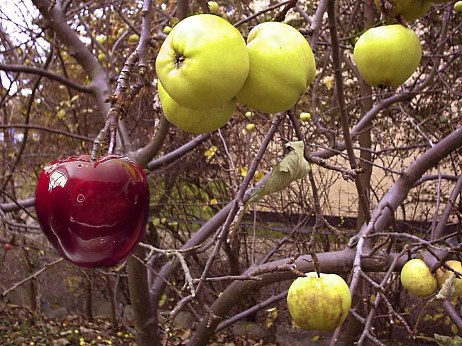 Photoshop Design by Minus1 for DesignCrowd (Community Contests) | Design #9055942