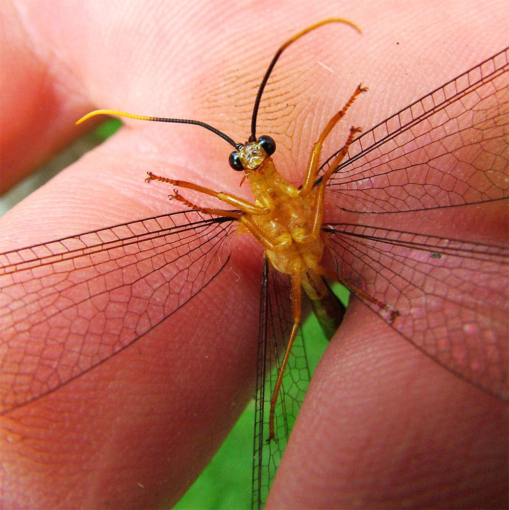 Fotografía por ozplasmic para DesignCrowd (Community Contests) | Diseño #9060391