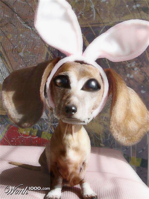 Photoshop Design by bingobaby